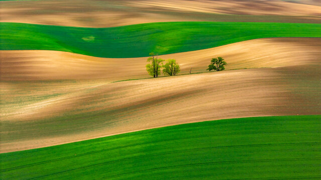 Aerial view of rolling agricultural fields with vibrant green and brown patterns and small trees in the countryside of Cejkovice, South Moravian Region, Czechia.