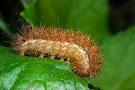 Buff ermine caterpillar Spilosoma lutea on leaf or hairy pest threatening crop yields