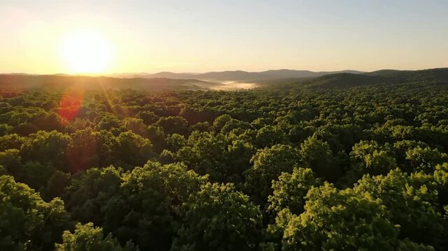 Aerial sunrise over lush green forest canopy with morning mist and golden sunlight lens flare drone sunset