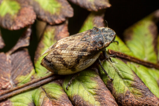 Lepyronia coleoptrata meadow froghopper on leaf or agricultural pest threatening crop yields