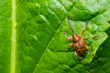 Curculio glandium acorn weevil on leaf or snout beetle threatening crop harvests © AlMacro