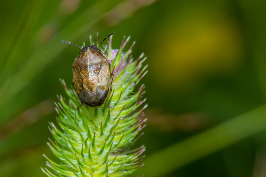 Brown shield bug Eurygaster testudinaria on plant spike: agricultural pest threatening crop yields