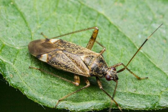 Common ground bug Rhyparochromus vulgaris on green leaf: agricultural pest threatening crop yields and food security