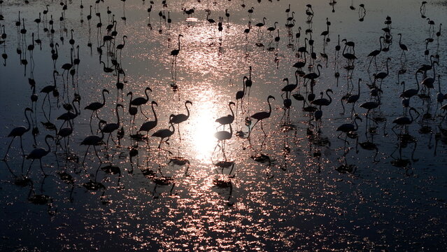 Aerial view of flamingos wading in the shallow waters of Duden Lake at sunset with shimmering light reflecting on the surface Kulu, Konya, Turkiye.