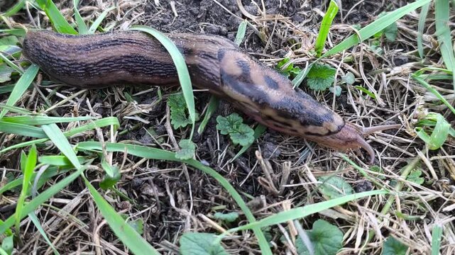 A great slug is crawling across the lawn in the garden. The great slug or the great leopard slug is a terrestrial gastropod mollusk of the order pulmonary snails of the family Limacidae.