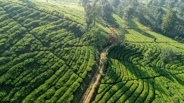 Aerial view of lush green tea plantation with terraced rows and a winding dirt path surrounded by trees in Sukabumi, West Java, Indonesia.