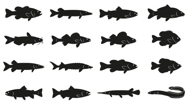 Set of silhouettes of common freshwater fish species including bass trout pike catfish and salmon for fishing design