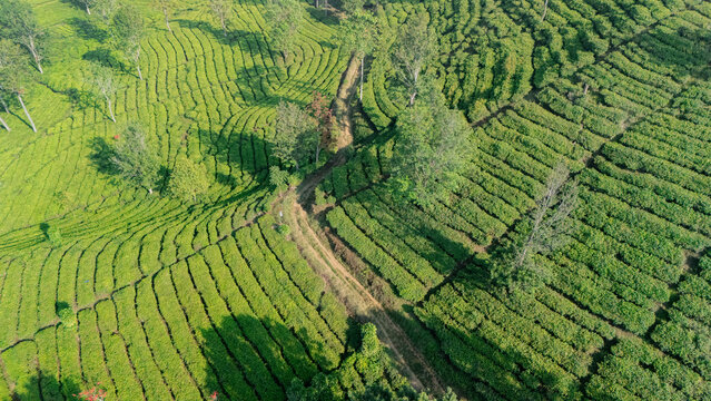 Aerial view of lush green tea plantation rows with a winding dirt path and scattered trees in the highlands of Sukabumi, West Java, Indonesia.