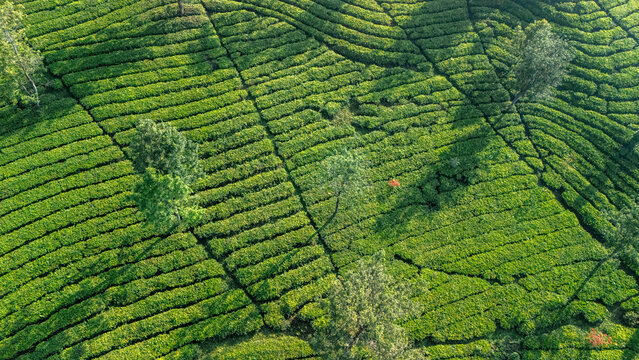 Aerial view of lush green tea plantation rows with scattered trees and long shadows in the afternoon light in Sukabumi, West Java, Indonesia.