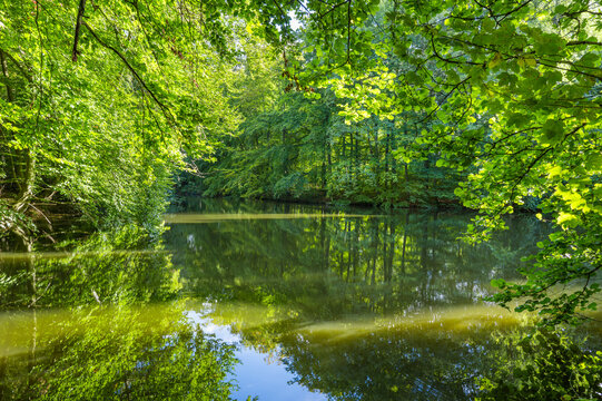 Hamburg, Germany. The nature reserve Volksdorfer Teichwiesen.