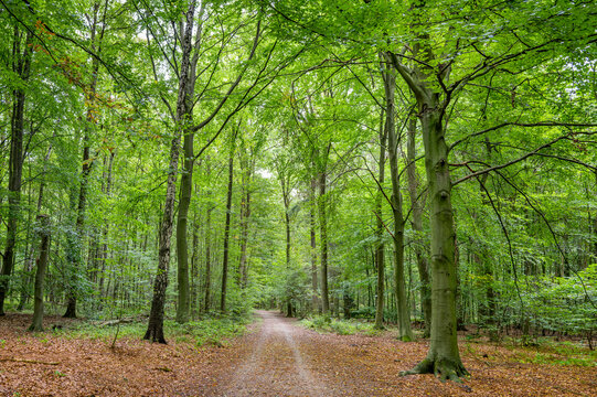 Hamburg, Germany. The nature reserve Volksdorfer Teichwiesen.