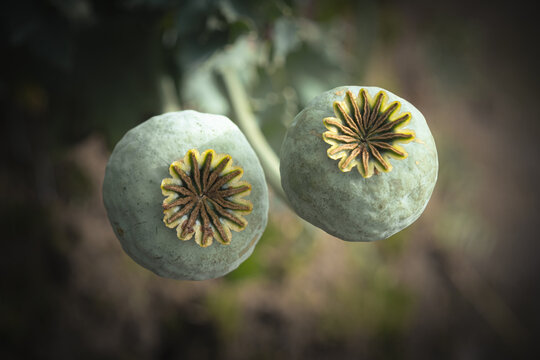 Close-up of Two Opium Poppy Seed Pods in Soft Natural Light