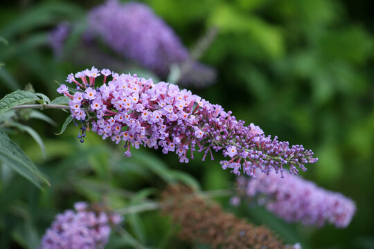 Butterfly-bush (Buddleja Davidii) is blooming in the garden