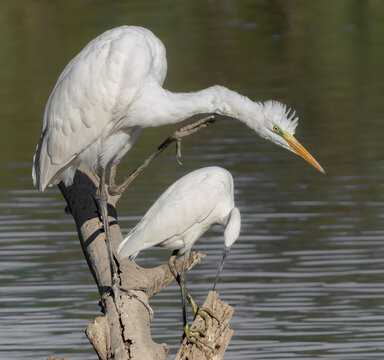 garza blanca