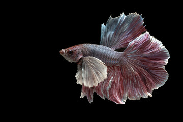 Siamese Fighting Fish (Betta splendens) with flowing fins on black background © DS light photography