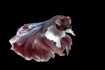 Siamese Fighting Fish (Betta splendens) with flowing fins on black background © DS light photography