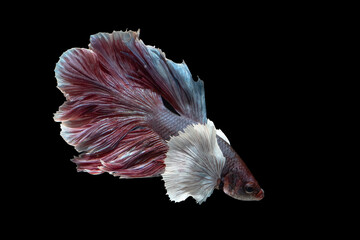 Siamese Fighting Fish (Betta splendens) with flowing fins on black background © DS light photography