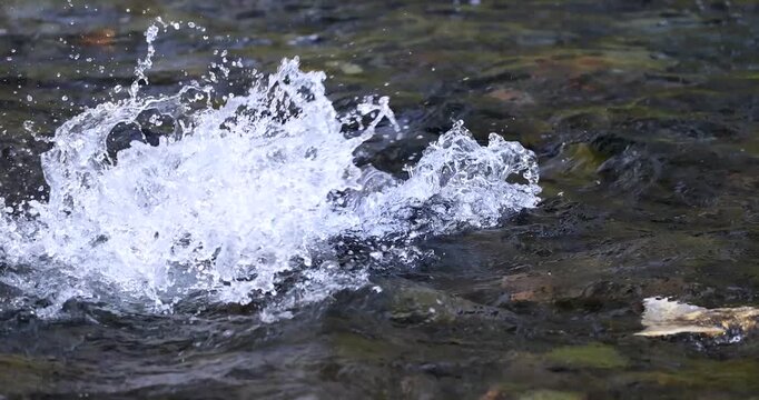 Salmon spawning in slow motion.