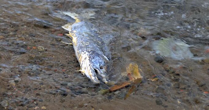 Salmon carcass in a tributary of the Columbia River, Oregon.