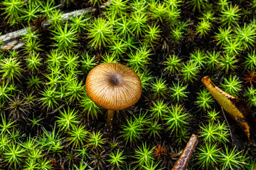 moss and mushroom © Lee