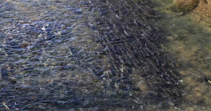 Salmon spawning in a tributary of the Columbia River, Oregon.