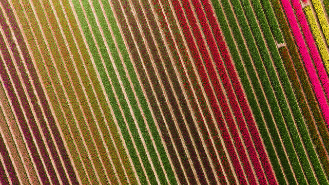 Aerial view of vibrant tulip fields in full bloom with colorful rows of flowers stretching across the landscape in Schagen, North Holland, Netherlands.