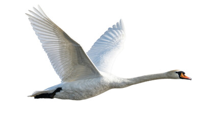 Fototapeta premium Majestic white swan with outstretched wings flying, isolated on transparent background