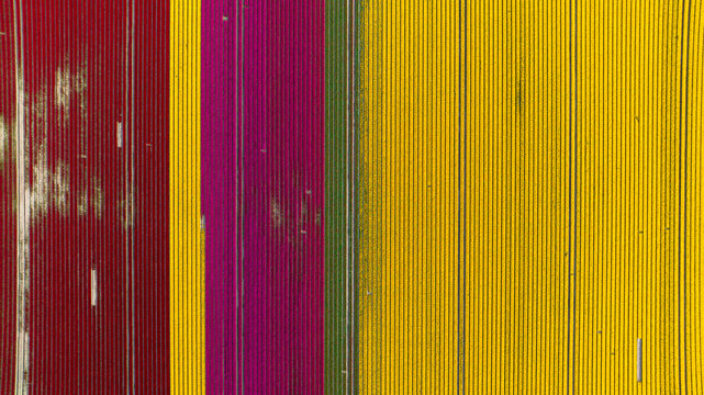 Aerial view of vibrant rows of colorful tulips in full bloom creating a geometric pattern across the agricultural landscape in Schagen, North Holland, Netherlands.