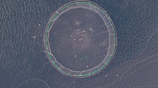 Top down view of a circular fish pen with seabirds at a fish farm in Ireland