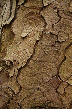 Abstract pattern in bark of chestnut tree vertical