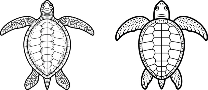 Hand drawn sea turtle line art vector illustrations showing top down shell patterns isolated on plain backdrop