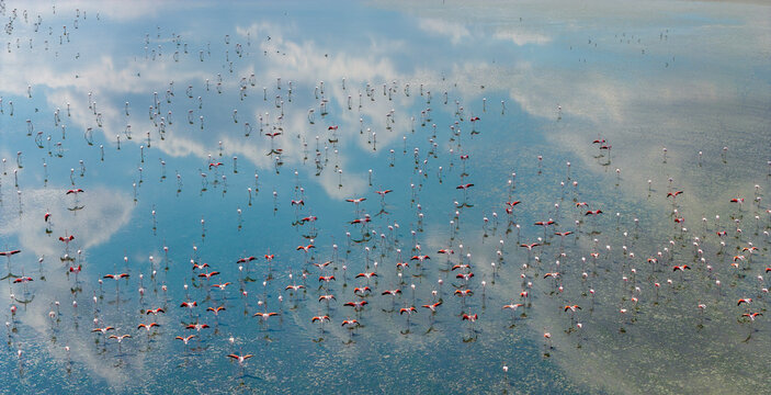 Salt Lake is located between Ankara, Konya and Aksaray. It is one of Turkey's largest cranes (flamingo) habitats