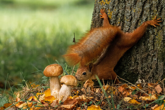 A close-up of a red fluffy squirrel (Sciurus vulgaris) clinging upside down onto a tree trunk toward two penny bun mushrooms against green grass with fallen leaves, side view to the camera lens.
