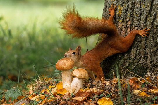 A close-up of a red fluffy squirrel (Sciurus vulgaris) clinging upside down onto a tree trunk toward two penny bun mushrooms against green grass with fallen leaves, side view to the camera lens.