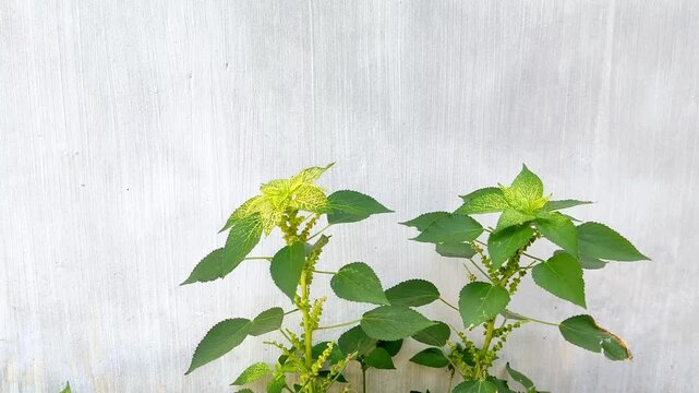 Acalypha indica plant with green leaves moving in gentle breeze against textured white wall background, natural botanical concept for nature and environment videos.