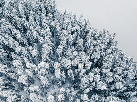 Aerial view of a dense coniferous forest covered in fresh white snow, showcasing the intricate patterns of evergreen trees from above in Latvia.
