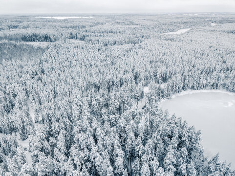 Aerial view of snow-covered forest with a frozen lake surrounded by dense pine trees in Latvia.