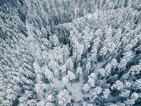 Aerial view of a dense forest covered in deep snow, with tall pine trees dusted in white, creating a winter landscape in Latvija.