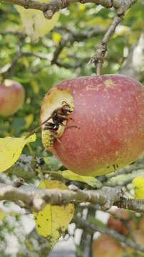 hornet feeding on ripe red apple