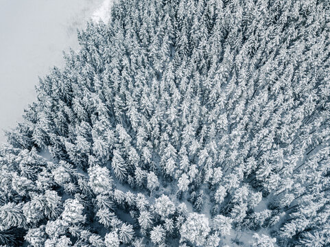 Aerial view of a dense coniferous forest blanketed in deep snow during winter in Latvija.