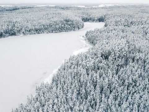 Aerial view of a snow-covered forest bordering a frozen lake in winter in Latvia.