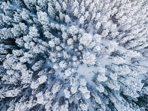 Aerial view of a dense forest covered in fresh white snow during winter in Latvia.