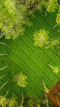 Aerial view of lush green agricultural fields in Bumiaji, East Java, Indonesia.