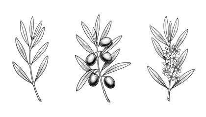 Obraz premium Botanical illustrations of olive branches with leaves fruits and flowers