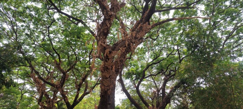 Low angle view of majestic old rain tree (Samanea saman) with textured bark and lush green canopy against a bright sky