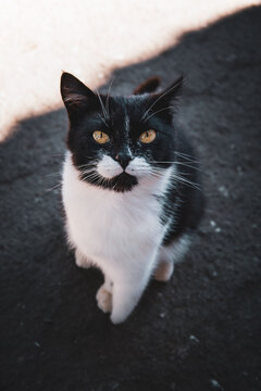 Disabled special needs tuxedo cat with handicapped front leg looking into camera