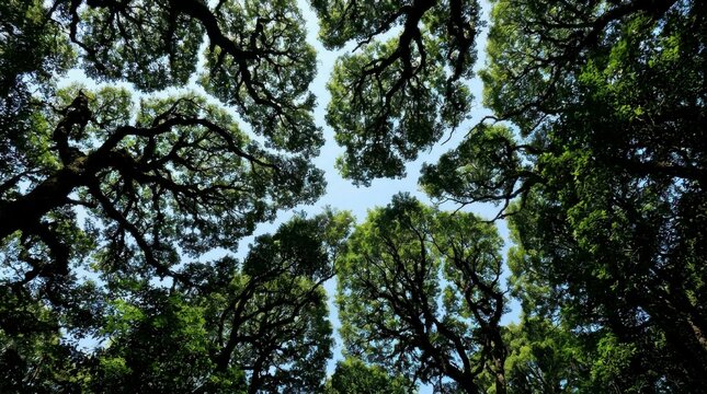 Looking up at the canopy of lush green trees with a clear blue sky visible through the branches, showcasing crown shyness phenomenon
