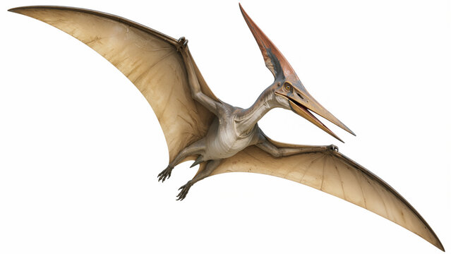 Realistic Pteranodon Pterosaur Flying with Outstretched Wings, Prehistoric Flying Reptile 3D Illustration Isolated on White Background