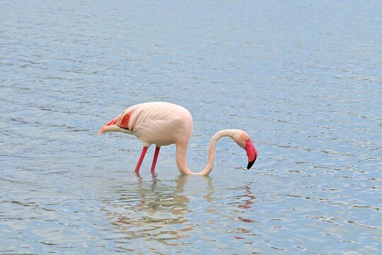 Greater Flamingo  ,Phoenicopterus roseus  in the salt lagoon of Calpe, Spain