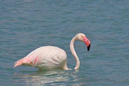 Greater Flamingo  ,Phoenicopterus roseus  in the salt lagoon of Calpe, Spain